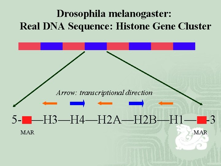 Drosophila melanogaster: Real DNA Sequence: Histone Gene Cluster Arrow: transcriptional direction 5 - —H