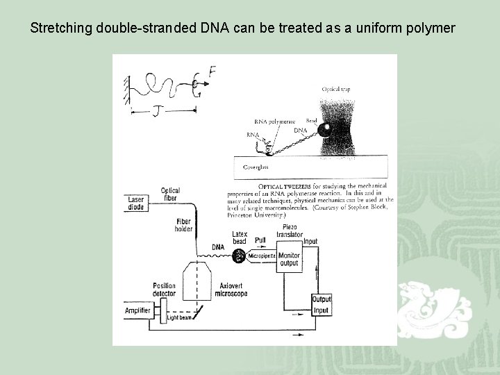 Stretching double-stranded DNA can be treated as a uniform polymer 