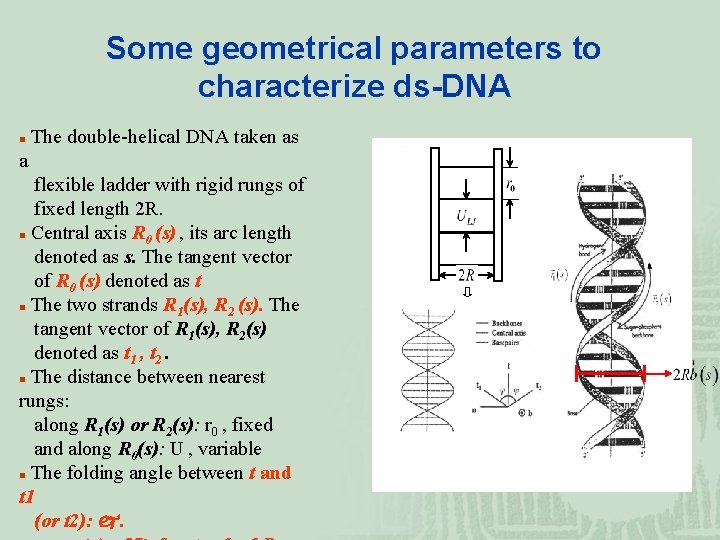 Some geometrical parameters to characterize ds-DNA n The double-helical DNA taken as a flexible