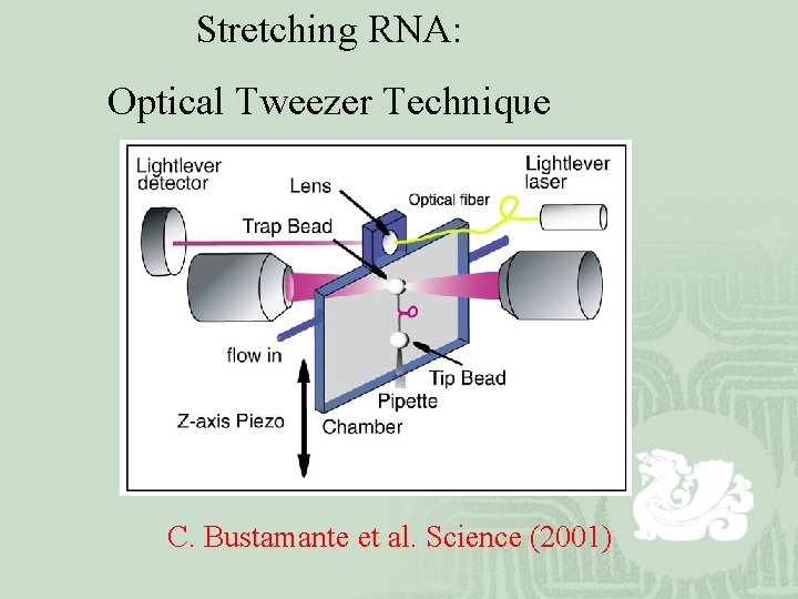 Stretching RNA: Optical Tweezer Technique C. Bustamante et al. Science (2001) 