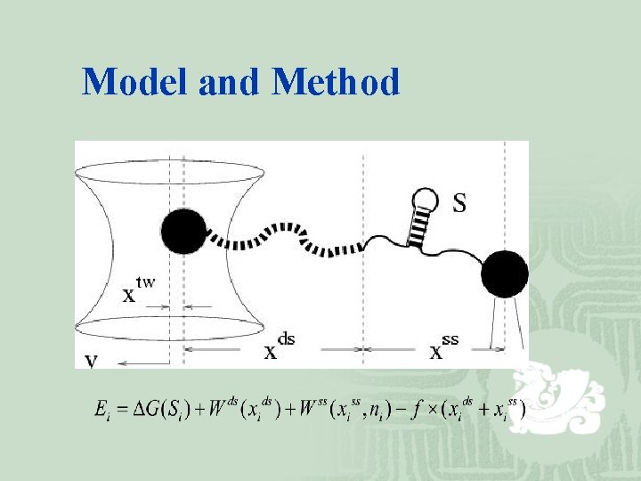 Model and Method 
