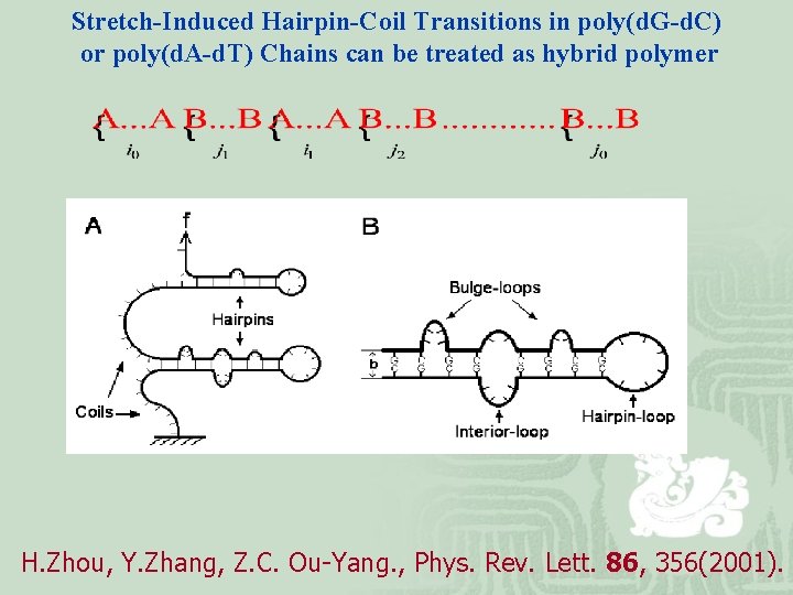 Stretch-Induced Hairpin-Coil Transitions in poly(d. G-d. C) or poly(d. A-d. T) Chains can be