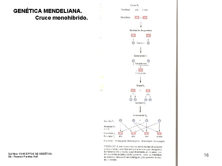 GENÉTICA MENDELIANA. Cruce monohibrido. Del libro: CONCEPTOS DE GENÉTICA. Ed. : Pearson-Prentice Hall 16