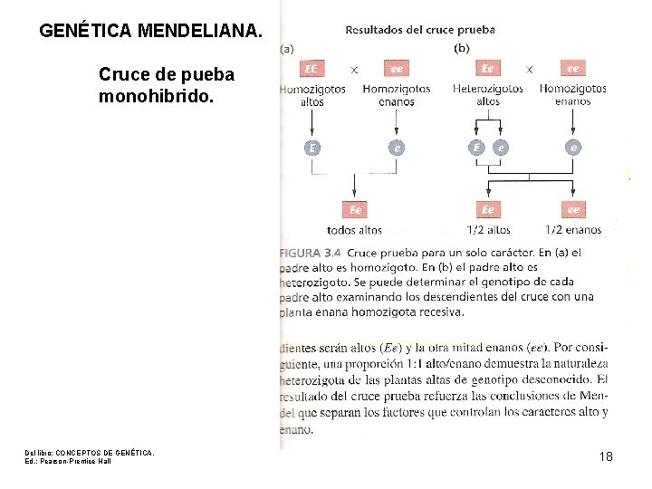 GENÉTICA MENDELIANA. Cruce de pueba monohibrido. Del libro: CONCEPTOS DE GENÉTICA. Ed. : Pearson-Prentice