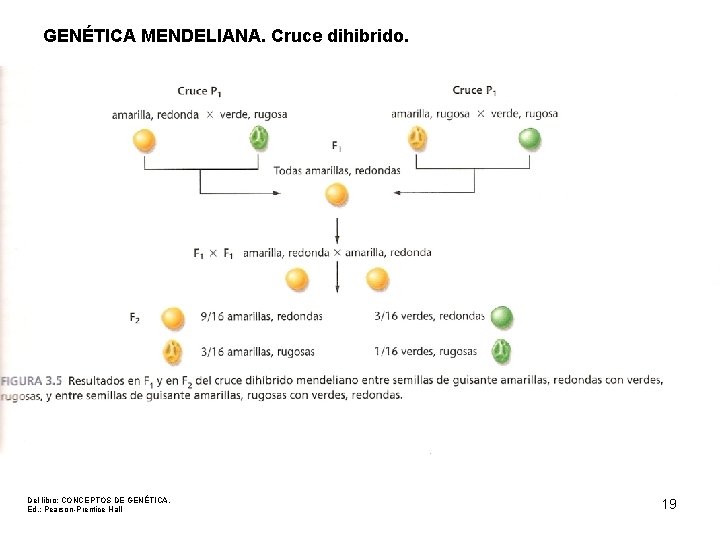 GENÉTICA MENDELIANA. Cruce dihibrido. Del libro: CONCEPTOS DE GENÉTICA. Ed. : Pearson-Prentice Hall 19