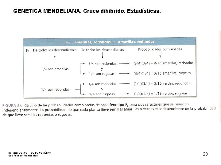 GENÉTICA MENDELIANA. Cruce dihibrido. Estadísticas. Del libro: CONCEPTOS DE GENÉTICA. Ed. : Pearson-Prentice Hall