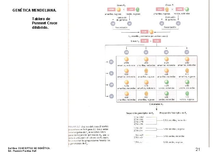 GENÉTICA MENDELIANA. Tablero de Punneet Cruce dihibrido. Del libro: CONCEPTOS DE GENÉTICA. Ed. :