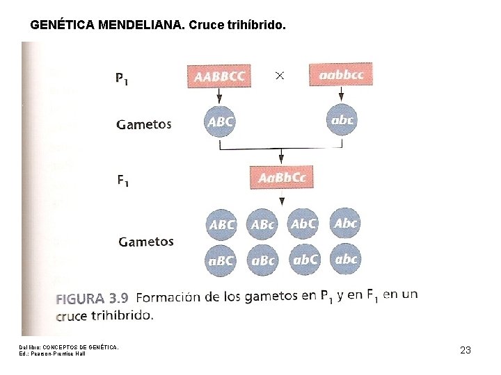 GENÉTICA MENDELIANA. Cruce trihíbrido. Del libro: CONCEPTOS DE GENÉTICA. Ed. : Pearson-Prentice Hall 23