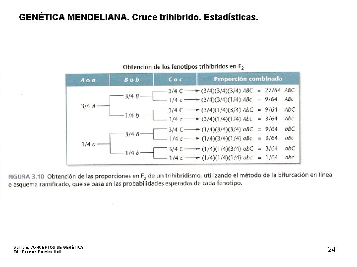 GENÉTICA MENDELIANA. Cruce trihibrido. Estadísticas. Del libro: CONCEPTOS DE GENÉTICA. Ed. : Pearson-Prentice Hall