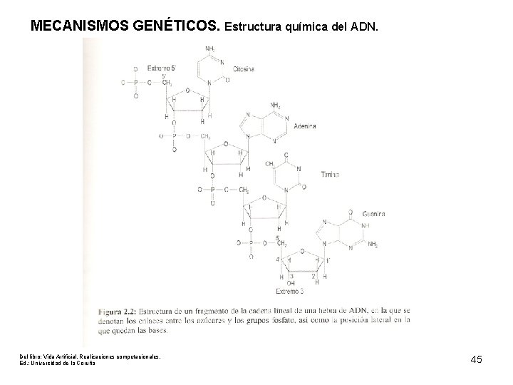 MECANISMOS GENÉTICOS. Estructura química del ADN. Del libro: Vida Artificial. Realizaciones computacionales. Ed. :