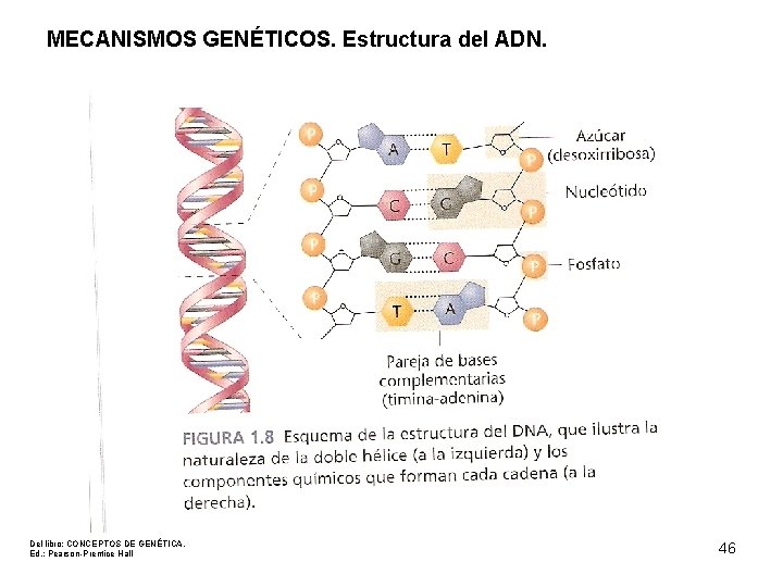 MECANISMOS GENÉTICOS. Estructura del ADN. Del libro: CONCEPTOS DE GENÉTICA. Ed. : Pearson-Prentice Hall