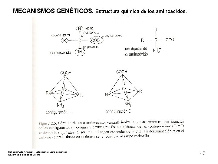 MECANISMOS GENÉTICOS. Estructura química de los aminoácidos. Del libro: Vida Artificial. Realizaciones computacionales. Ed.