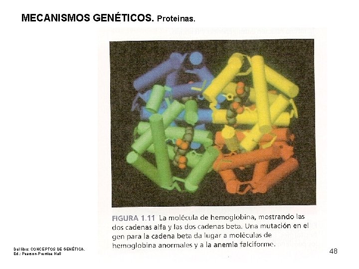 MECANISMOS GENÉTICOS. Proteinas. Del libro: CONCEPTOS DE GENÉTICA. Ed. : Pearson-Prentice Hall 48 