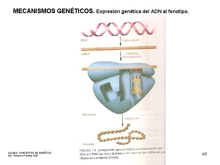 MECANISMOS GENÉTICOS. Expresión genética del ADN al fenotipo. Del libro: CONCEPTOS DE GENÉTICA. Ed.