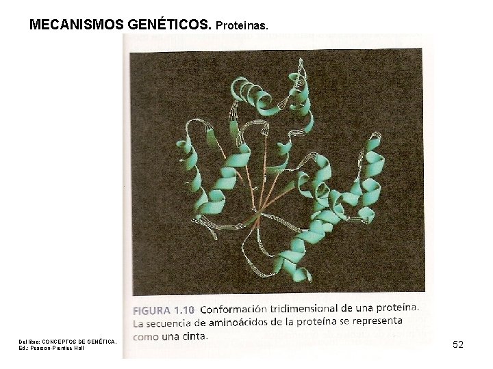 MECANISMOS GENÉTICOS. Proteinas. Del libro: CONCEPTOS DE GENÉTICA. Ed. : Pearson-Prentice Hall 52 