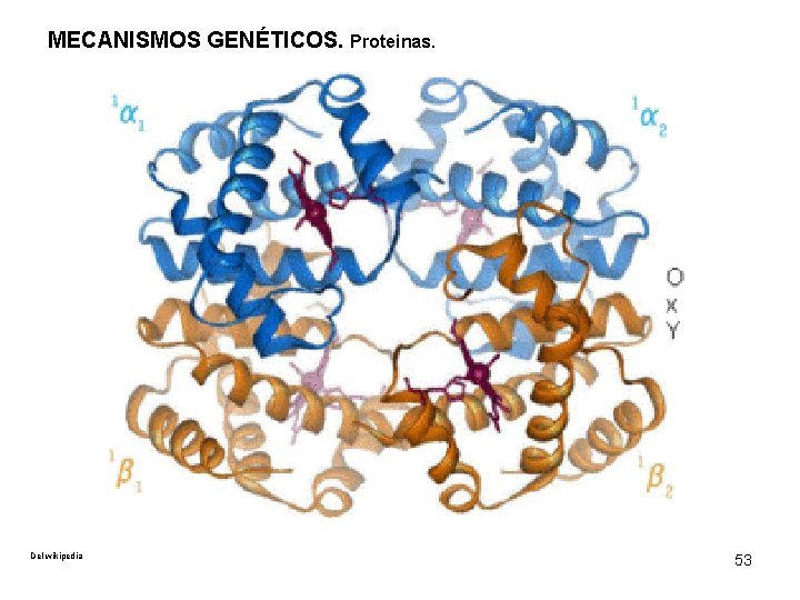 MECANISMOS GENÉTICOS. Proteinas. Del wikipedia 53 