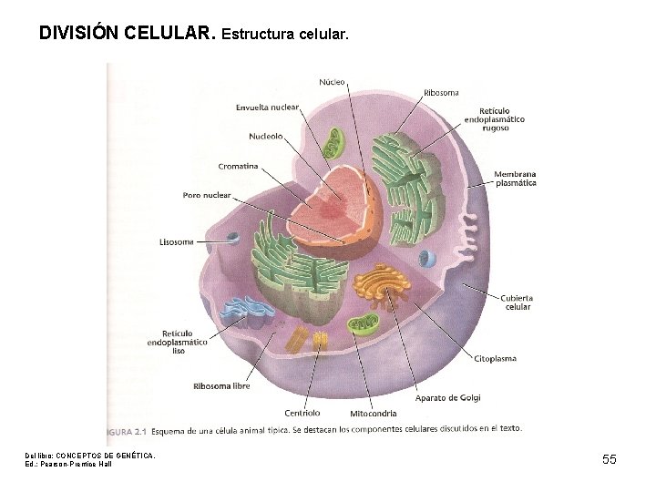 DIVISIÓN CELULAR. Estructura celular. Del libro: CONCEPTOS DE GENÉTICA. Ed. : Pearson-Prentice Hall 55