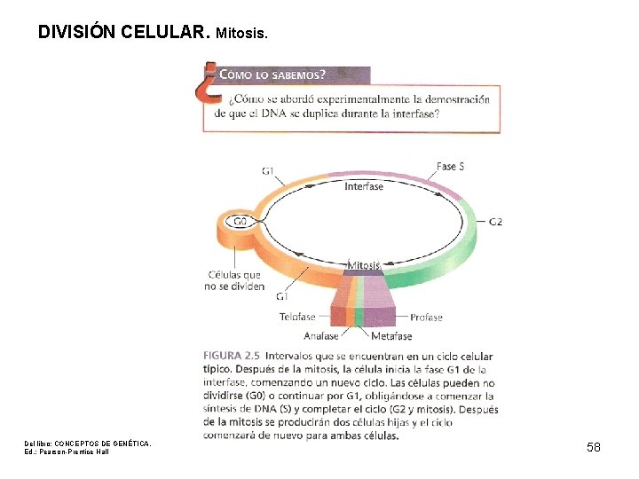 DIVISIÓN CELULAR. Mitosis. Del libro: CONCEPTOS DE GENÉTICA. Ed. : Pearson-Prentice Hall 58 