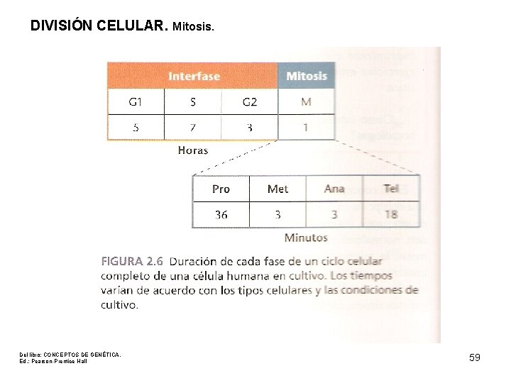 DIVISIÓN CELULAR. Mitosis. Del libro: CONCEPTOS DE GENÉTICA. Ed. : Pearson-Prentice Hall 59 