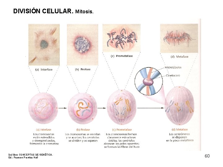 DIVISIÓN CELULAR. Mitosis. Del libro: CONCEPTOS DE GENÉTICA. Ed. : Pearson-Prentice Hall 60 