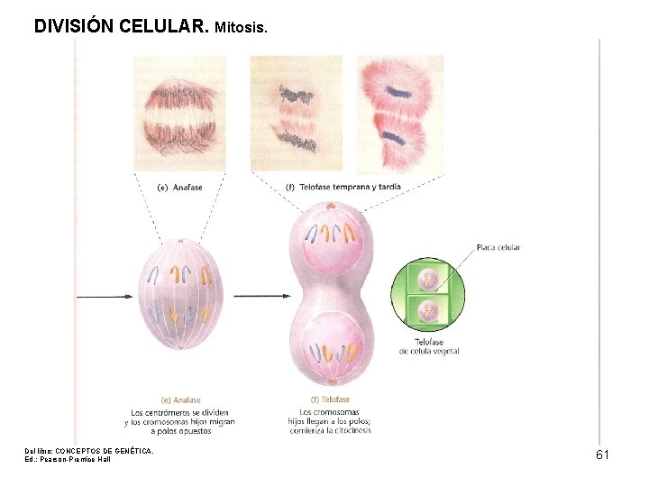 DIVISIÓN CELULAR. Mitosis. Del libro: CONCEPTOS DE GENÉTICA. Ed. : Pearson-Prentice Hall 61 