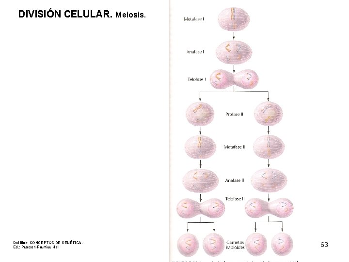 DIVISIÓN CELULAR. Meiosis. Del libro: CONCEPTOS DE GENÉTICA. Ed. : Pearson-Prentice Hall 63 