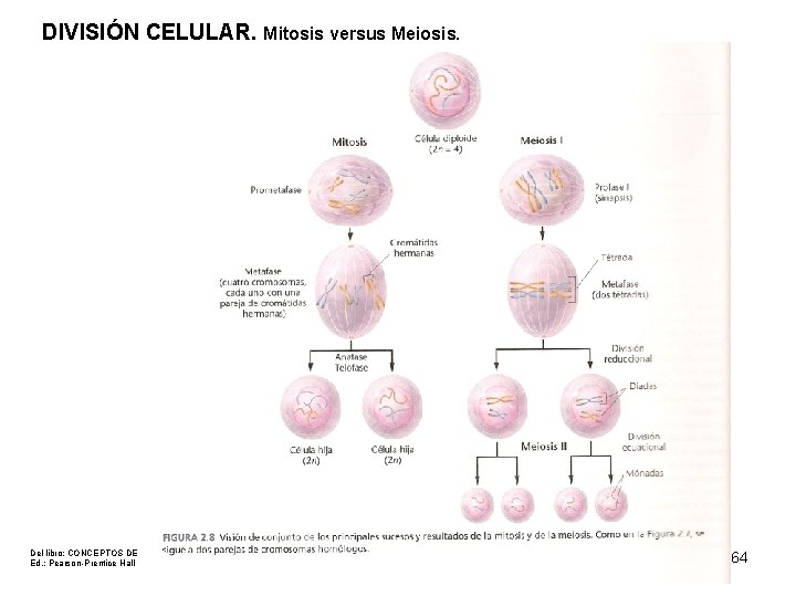 DIVISIÓN CELULAR. Mitosis versus Meiosis. Del libro: CONCEPTOS DE GENÉTICA. Ed. : Pearson-Prentice Hall