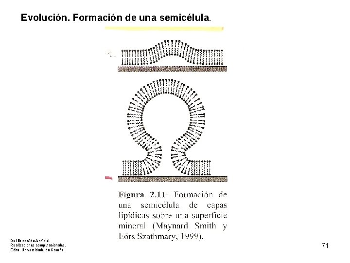 Evolución. Formación de una semicélula. Del libro: Vida Artificial. Realizaciones computacionales. Edita. Universidade da