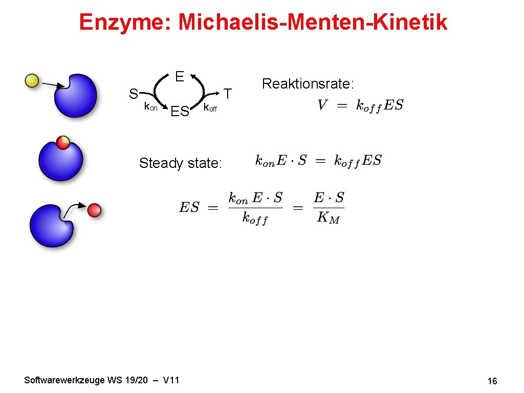 Enzyme: Michaelis-Menten-Kinetik E S kon ES koff T Reaktionsrate: Steady state: Softwarewerkzeuge WS 19/20