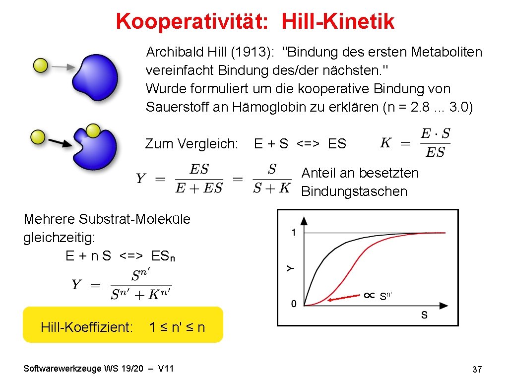 Kooperativität: Hill-Kinetik Archibald Hill (1913): "Bindung des ersten Metaboliten vereinfacht Bindung des/der nächsten. "