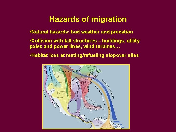 Hazards of migration • Natural hazards: bad weather and predation • Collision with tall