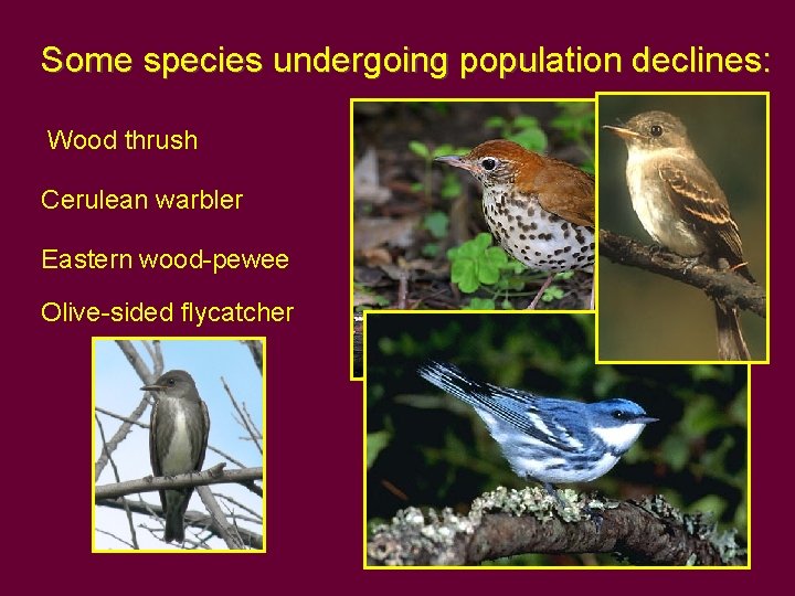 Some species undergoing population declines: Wood thrush Cerulean warbler Eastern wood-pewee Olive-sided flycatcher 