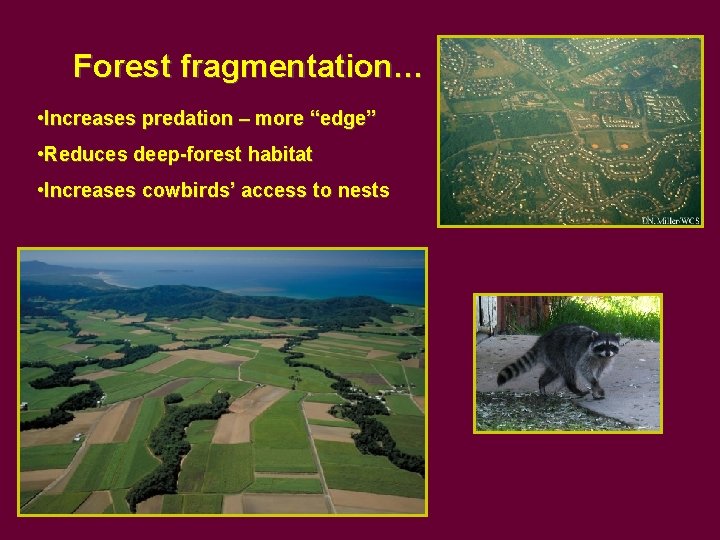 Forest fragmentation… • Increases predation – more “edge” • Reduces deep-forest habitat • Increases