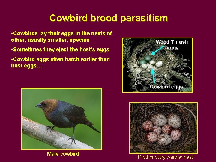 Cowbird brood parasitism • Cowbirds lay their eggs in the nests of other, usually