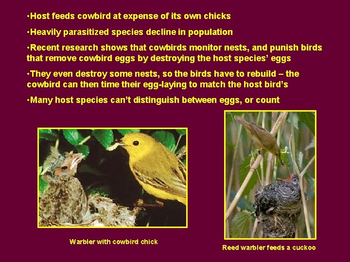  • Host feeds cowbird at expense of its own chicks • Heavily parasitized