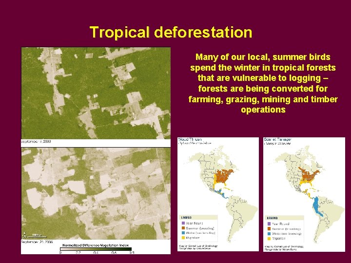 Tropical deforestation Many of our local, summer birds spend the winter in tropical forests