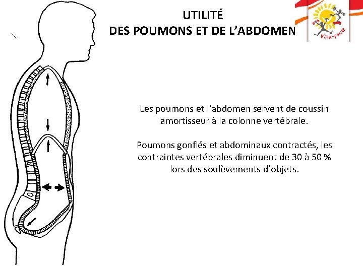 UTILITÉ DES POUMONS ET DE L’ABDOMEN Les poumons et l’abdomen servent de coussin amortisseur