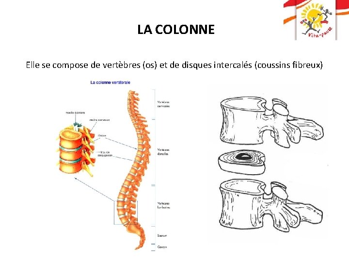 LA COLONNE Elle se compose de vertèbres (os) et de disques intercalés (coussins fibreux)