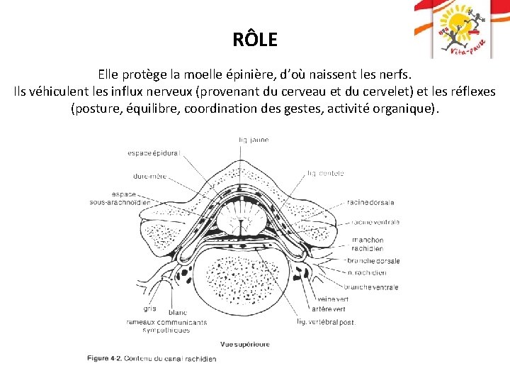 RÔLE Elle protège la moelle épinière, d’où naissent les nerfs. Ils véhiculent les influx