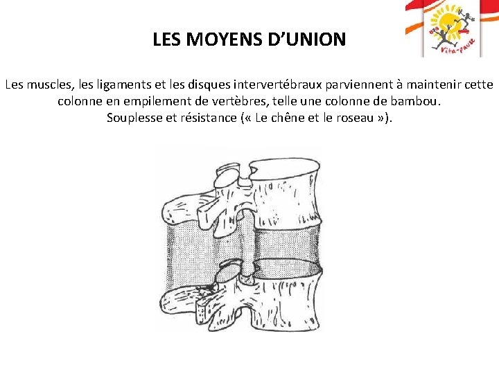 LES MOYENS D’UNION Les muscles, les ligaments et les disques intervertébraux parviennent à maintenir