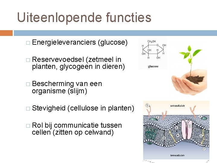 Uiteenlopende functies � Energieleveranciers (glucose) � Reservevoedsel (zetmeel in planten, glycogeen in dieren) �