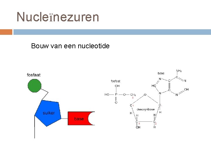 Nucleïnezuren Bouw van een nucleotide 