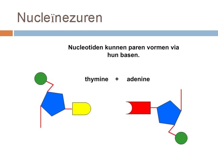 Nucleïnezuren 