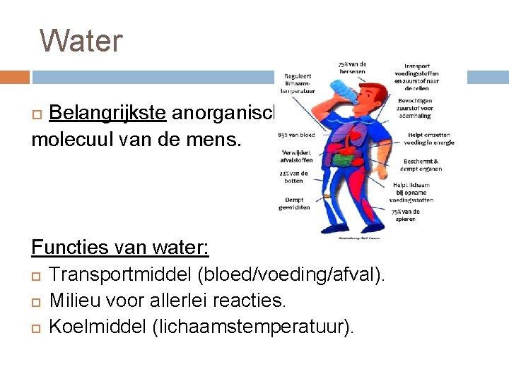 Water Belangrijkste anorganisch molecuul van de mens. Functies van water: Transportmiddel (bloed/voeding/afval). Milieu voor