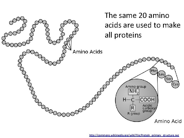 The same 20 amino acids are used to make all proteins http: //commons. wikimedia.