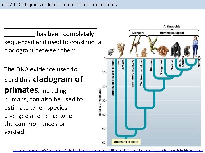5. 4. A 1 Cladograms including humans and other primates. has been completely sequenced