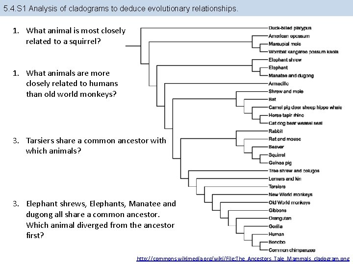 5. 4. S 1 Analysis of cladograms to deduce evolutionary relationships. 1. What animal
