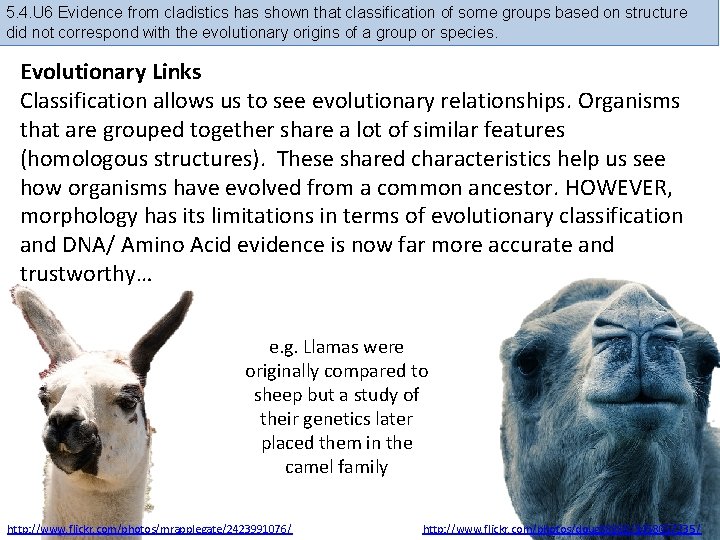 5. 4. U 6 Evidence from cladistics has shown that classification of some groups