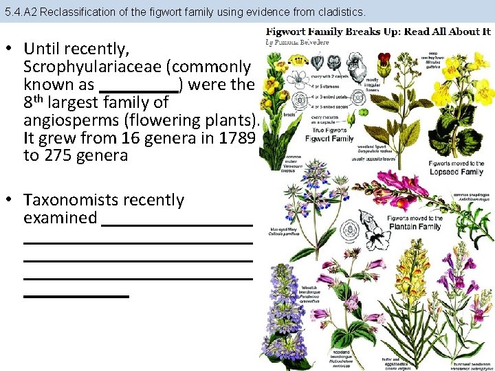 5. 4. A 2 Reclassification of the figwort family using evidence from cladistics. •