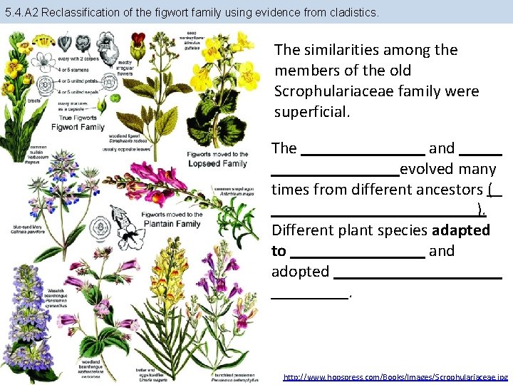 5. 4. A 2 Reclassification of the figwort family using evidence from cladistics. The